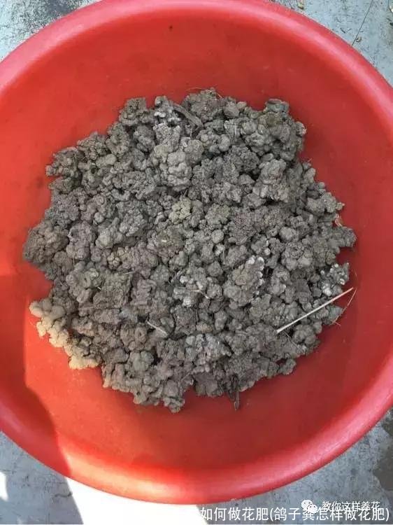 鸽子粪如何做花肥(鸽子粪怎样做花肥)
