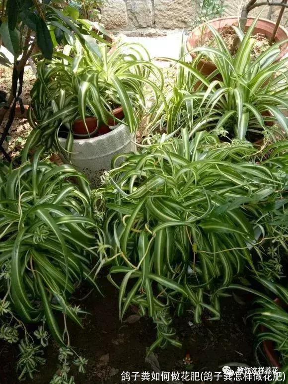 鸽子粪如何做花肥(鸽子粪怎样做花肥)