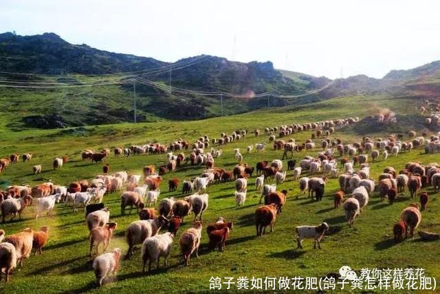 鸽子粪如何做花肥(鸽子粪怎样做花肥)