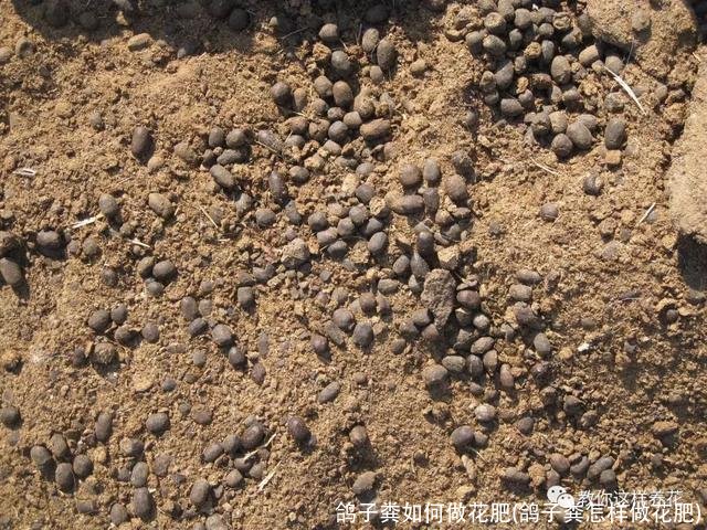 鸽子粪如何做花肥(鸽子粪怎样做花肥)