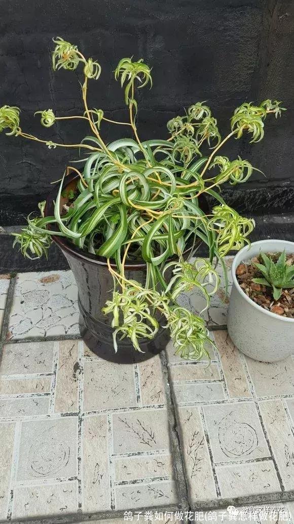 鸽子粪如何做花肥(鸽子粪怎样做花肥)