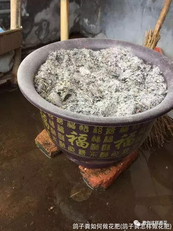 鸽子粪如何做花肥(鸽子粪怎样做花肥)