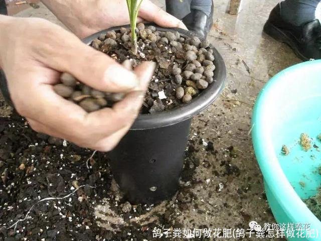鸽子粪如何做花肥(鸽子粪怎样做花肥)