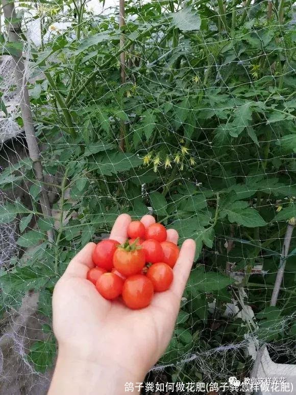 鸽子粪如何做花肥(鸽子粪怎样做花肥)