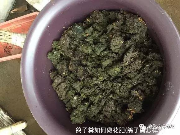 鸽子粪如何做花肥(鸽子粪怎样做花肥)