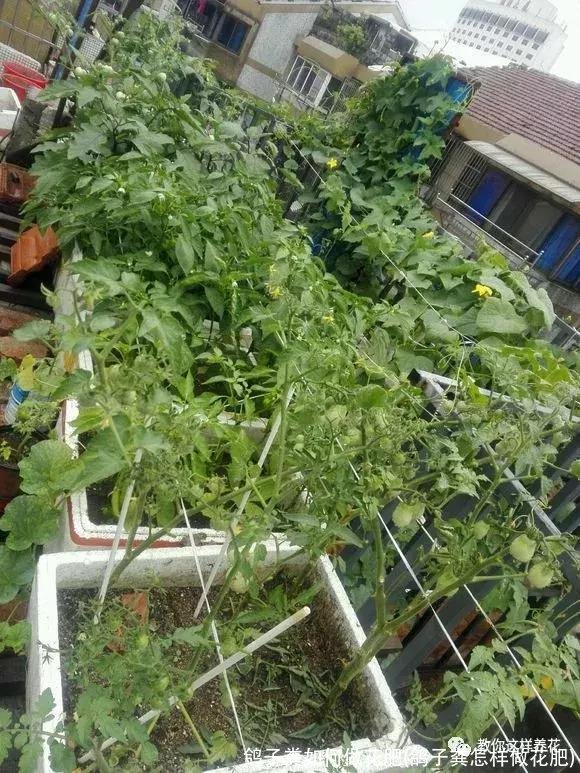 鸽子粪如何做花肥(鸽子粪怎样做花肥)