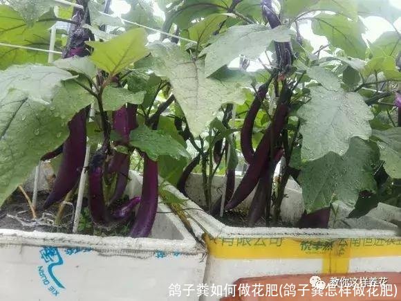 鸽子粪如何做花肥(鸽子粪怎样做花肥)