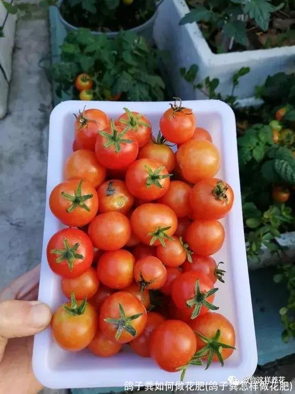 鸽子粪如何做花肥(鸽子粪怎样做花肥)