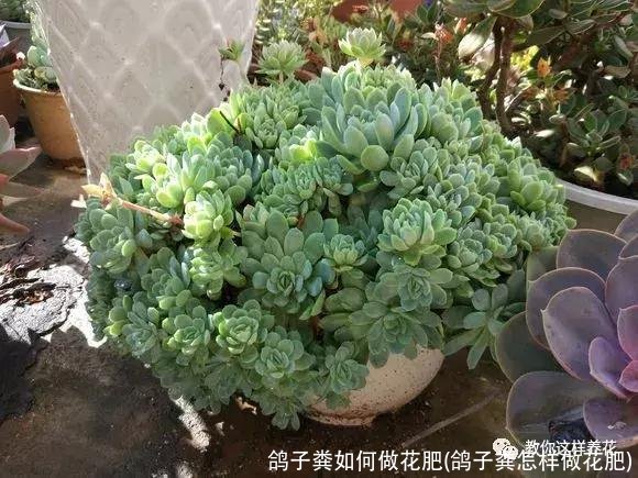 鸽子粪如何做花肥(鸽子粪怎样做花肥)