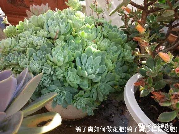 鸽子粪如何做花肥(鸽子粪怎样做花肥)