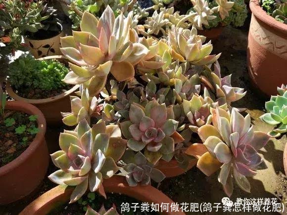 鸽子粪如何做花肥(鸽子粪怎样做花肥)