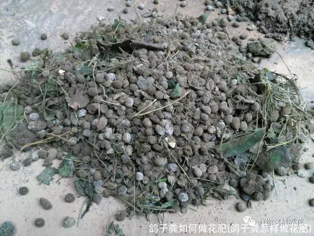 鸽子粪如何做花肥(鸽子粪怎样做花肥)