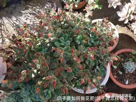 鸽子粪如何做花肥(鸽子粪怎样做花肥)