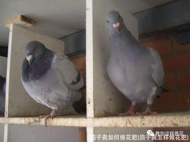 鸽子粪如何做花肥(鸽子粪怎样做花肥)