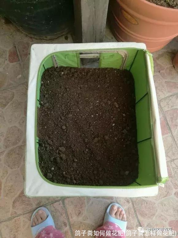 鸽子粪如何做花肥(鸽子粪怎样做花肥)