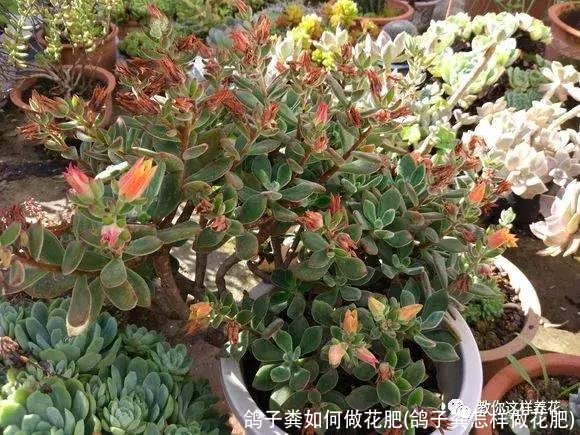 鸽子粪如何做花肥(鸽子粪怎样做花肥)