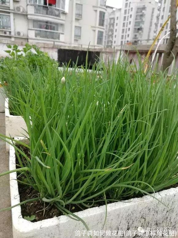 鸽子粪如何做花肥(鸽子粪怎样做花肥)