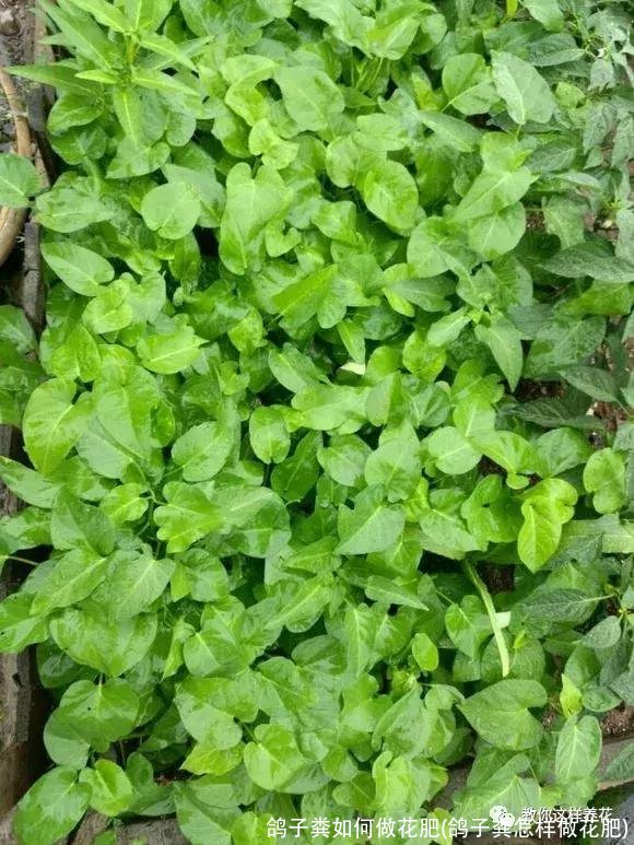 鸽子粪如何做花肥(鸽子粪怎样做花肥)