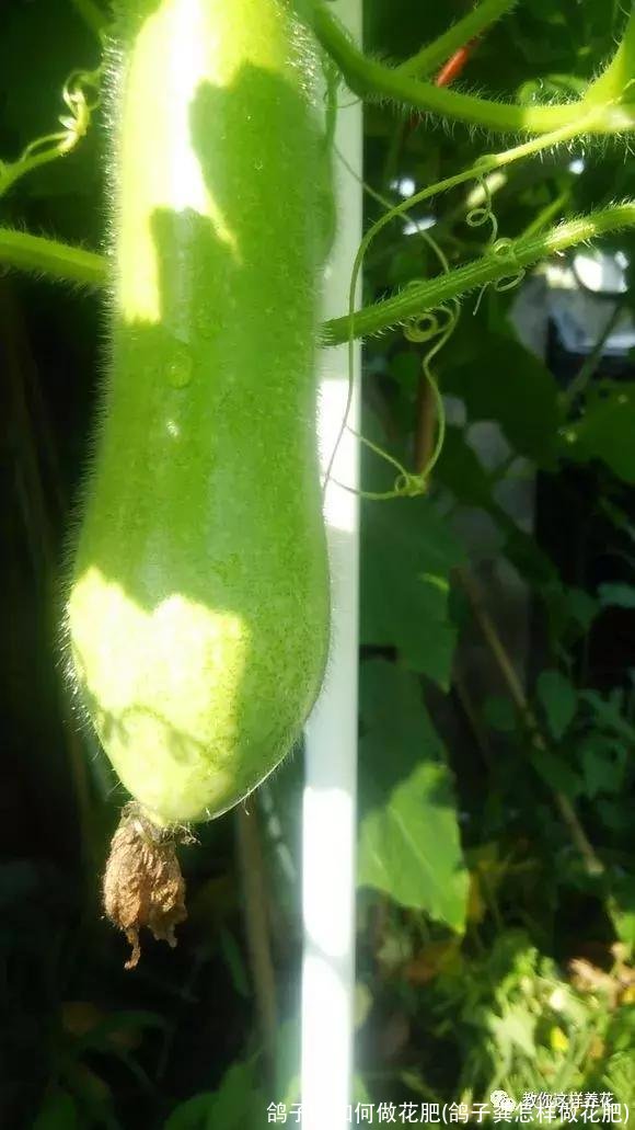 鸽子粪如何做花肥(鸽子粪怎样做花肥)