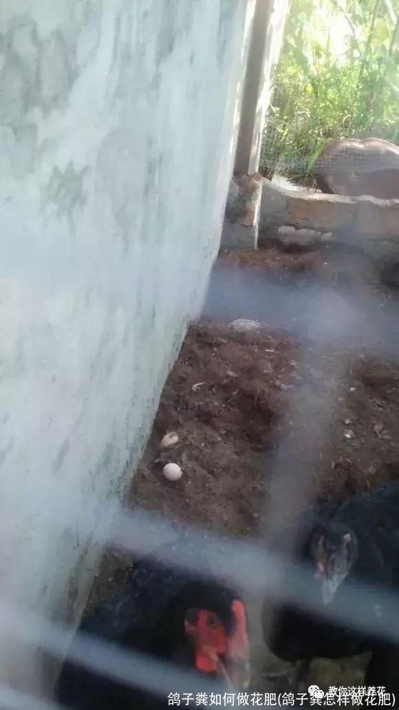 鸽子粪如何做花肥(鸽子粪怎样做花肥)