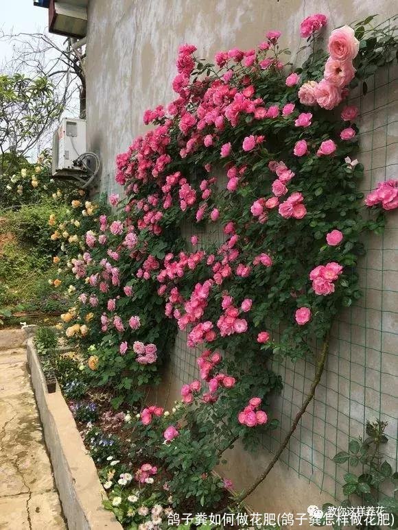 鸽子粪如何做花肥(鸽子粪怎样做花肥)