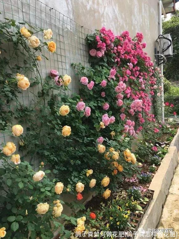 鸽子粪如何做花肥(鸽子粪怎样做花肥)