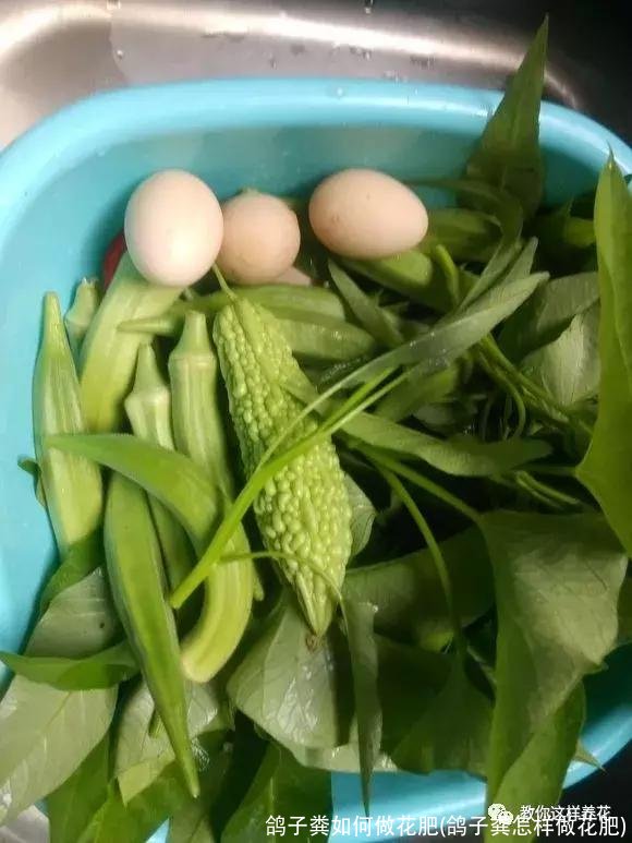 鸽子粪如何做花肥(鸽子粪怎样做花肥)