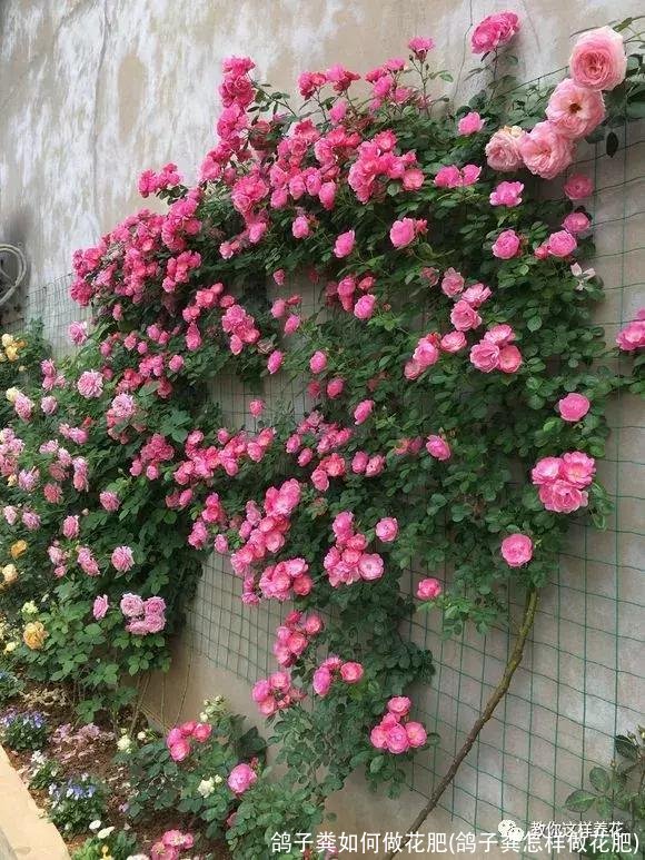 鸽子粪如何做花肥(鸽子粪怎样做花肥)