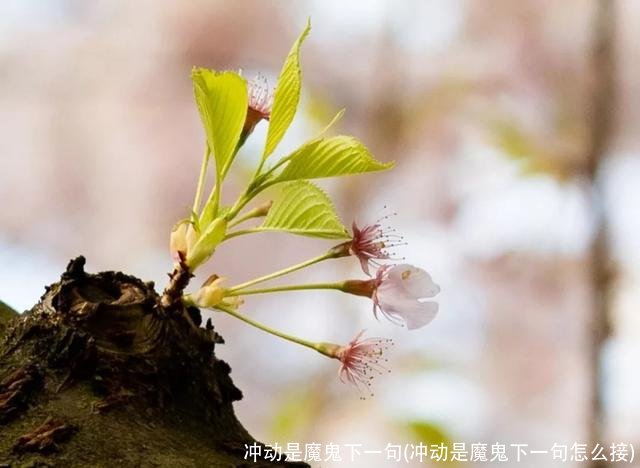 冲动是魔鬼下一句(冲动是魔鬼下一句怎么接)