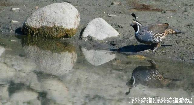 野外狩猎(野外狩猎游戏)