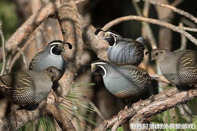 野外狩猎(野外狩猎游戏)