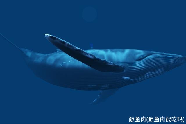 鲸鱼肉(鲸鱼肉能吃吗)