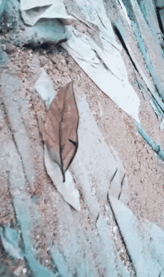 四条腿的动物(四条腿的动物有哪些)