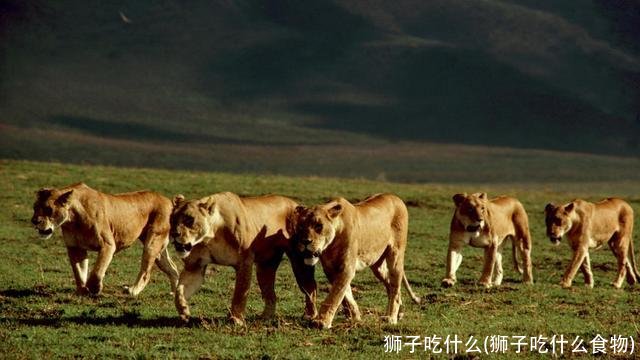 狮子吃什么(狮子吃什么食物)