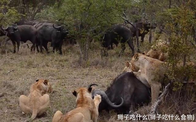 狮子吃什么(狮子吃什么食物)