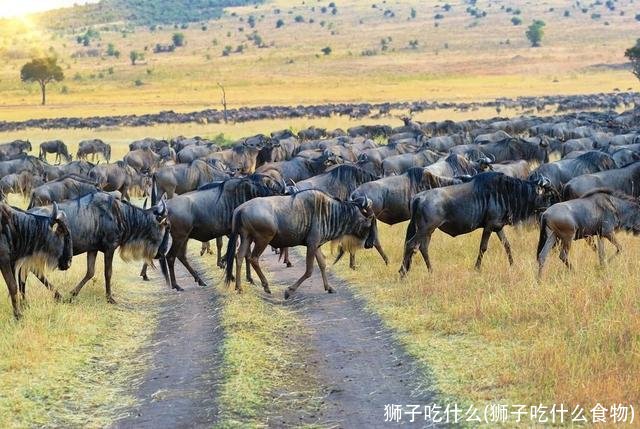 狮子吃什么(狮子吃什么食物)