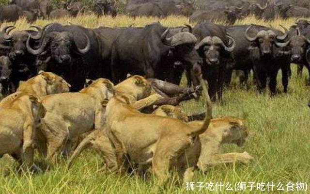 狮子吃什么(狮子吃什么食物)