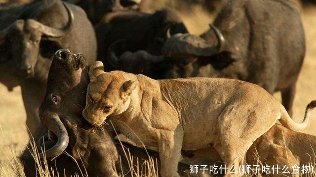 狮子吃什么(狮子吃什么食物)