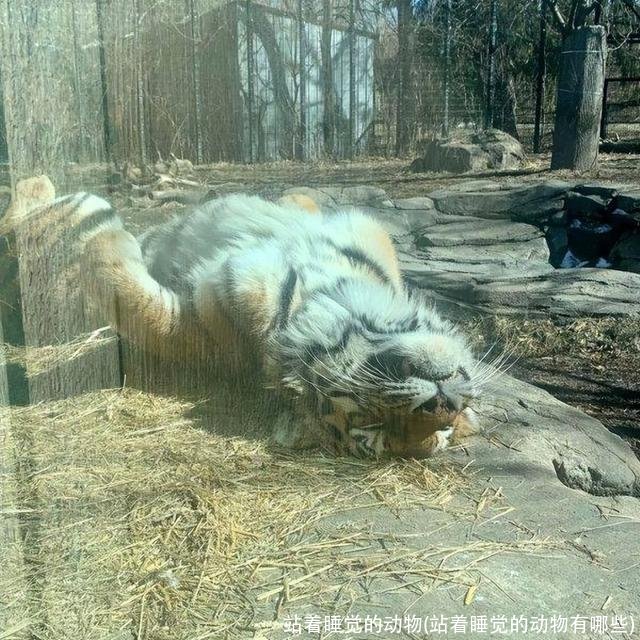 站着睡觉的动物(站着睡觉的动物有哪些)