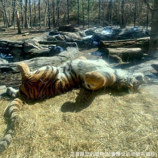 站着睡觉的动物(站着睡觉的动物有哪些)