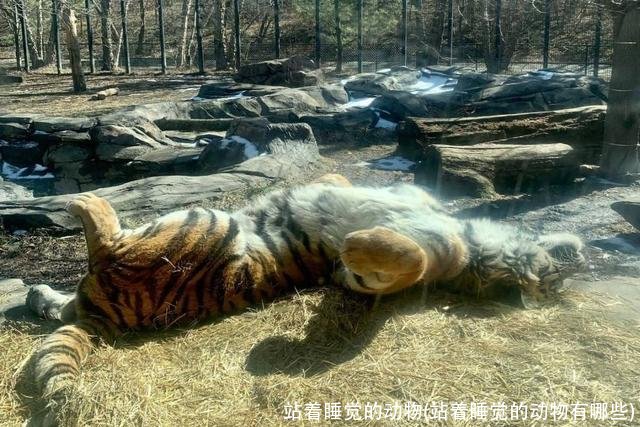 站着睡觉的动物(站着睡觉的动物有哪些)
