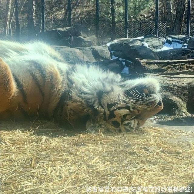 站着睡觉的动物(站着睡觉的动物有哪些)