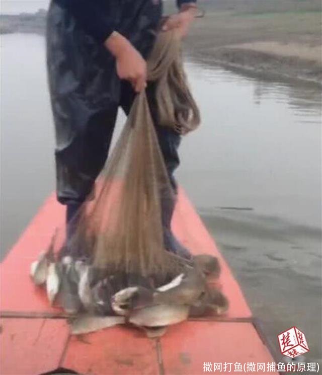 撒网打鱼(撒网捕鱼的原理)