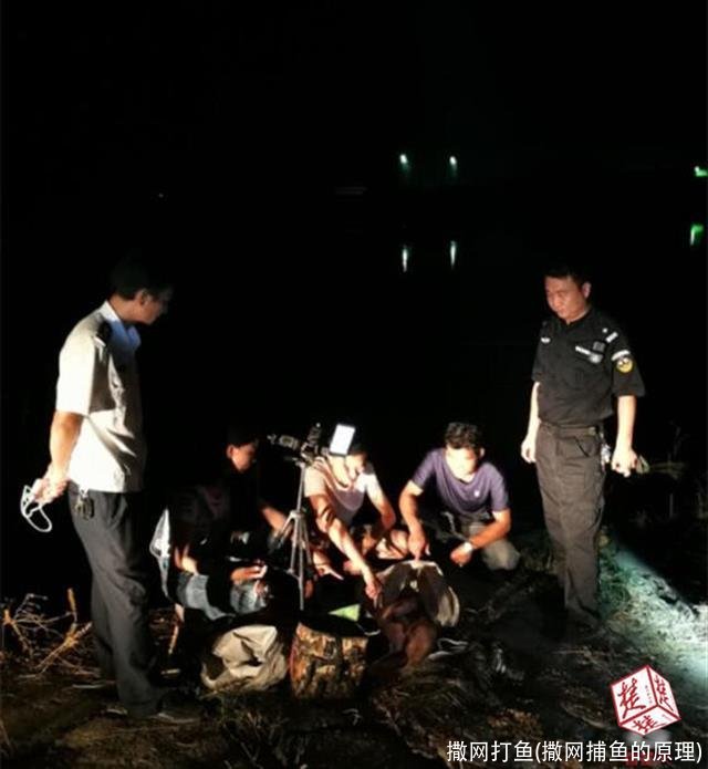 撒网打鱼(撒网捕鱼的原理)