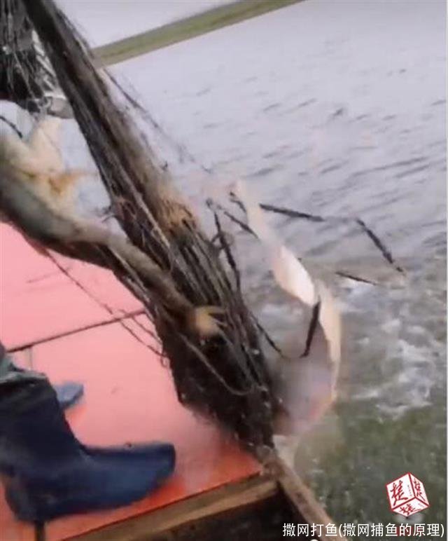 撒网打鱼(撒网捕鱼的原理)