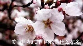美国国花(美国国花是什么花名)