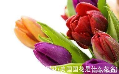 美国国花(美国国花是什么花名)