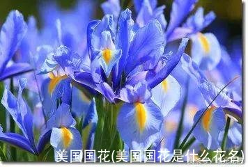 美国国花(美国国花是什么花名)