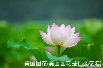 美国国花(美国国花是什么花名)