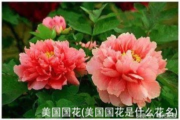 美国国花(美国国花是什么花名)